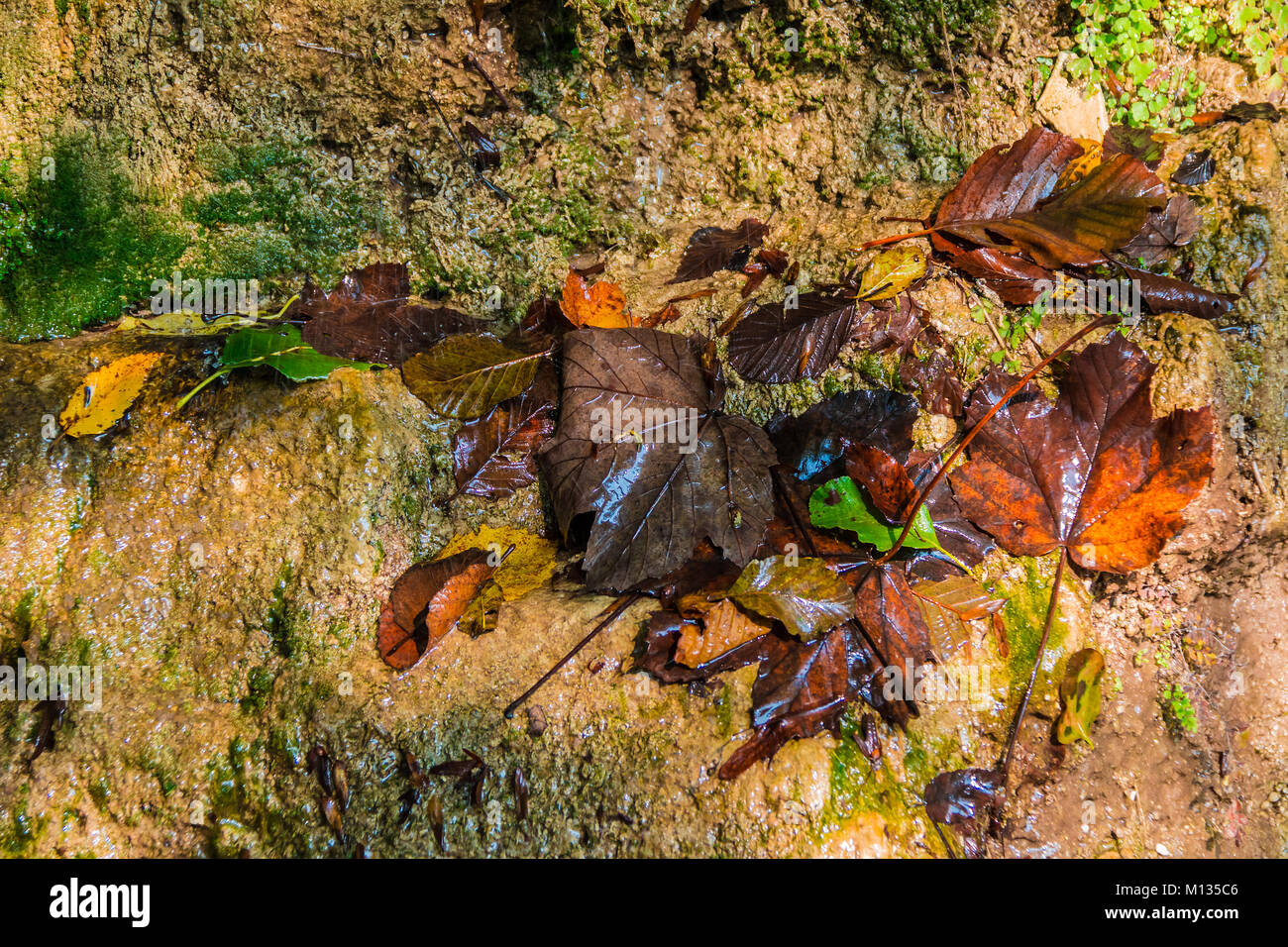 Un mur humide d'une montagne située à l'automne les feuilles d'arbres en décomposition sur le libre Banque D'Images