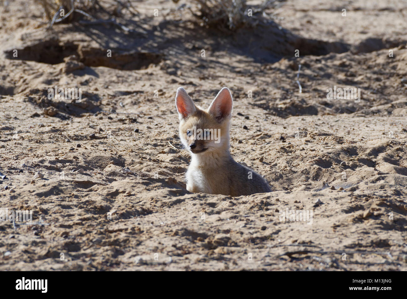 Les jeunes Cape Fox (Vulpes chama) à partir de l'entrée des terriers, lumière du matin, Kgalagadi Transfrontier Park, Northern Cape, Afrique du Sud, l'Afrique Banque D'Images