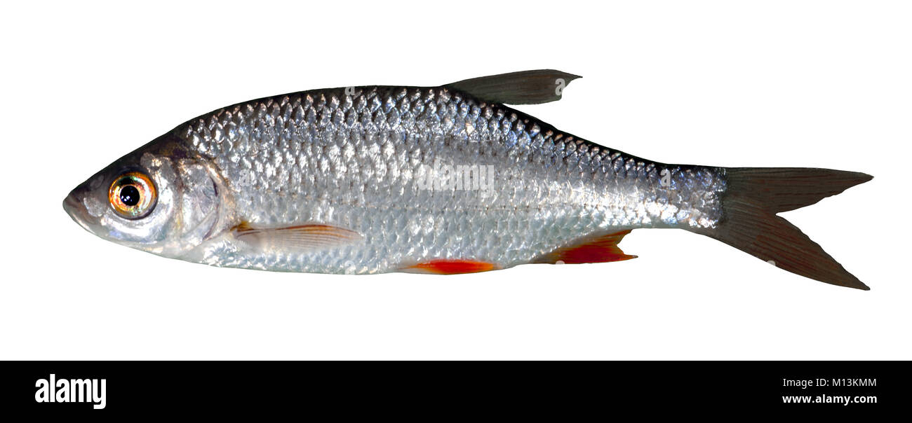 Süßwasserfisch Friedfisch Weißfisch Rotfeder freigestellt Banque D'Images