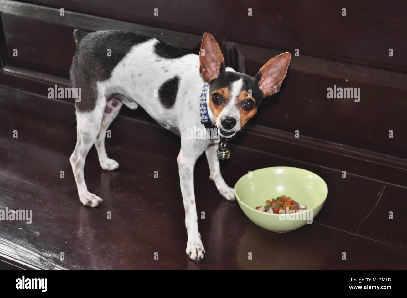 Pinscher nain Leroy, Race Chien, manteau lisse, cheveux courts, oreilles  décollées Photo Stock - Alamy