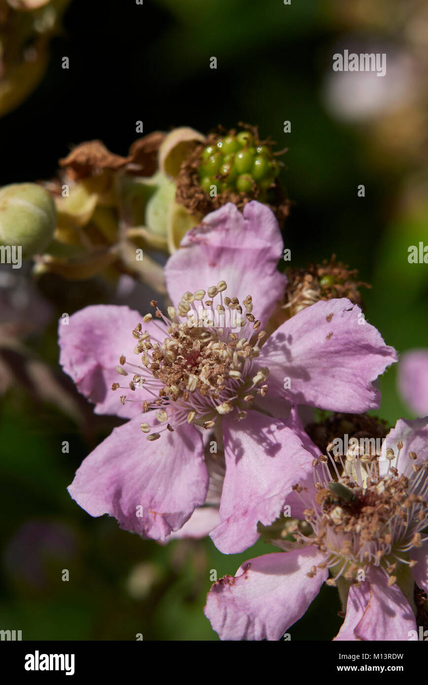 Rubus ulmifolius Banque D'Images