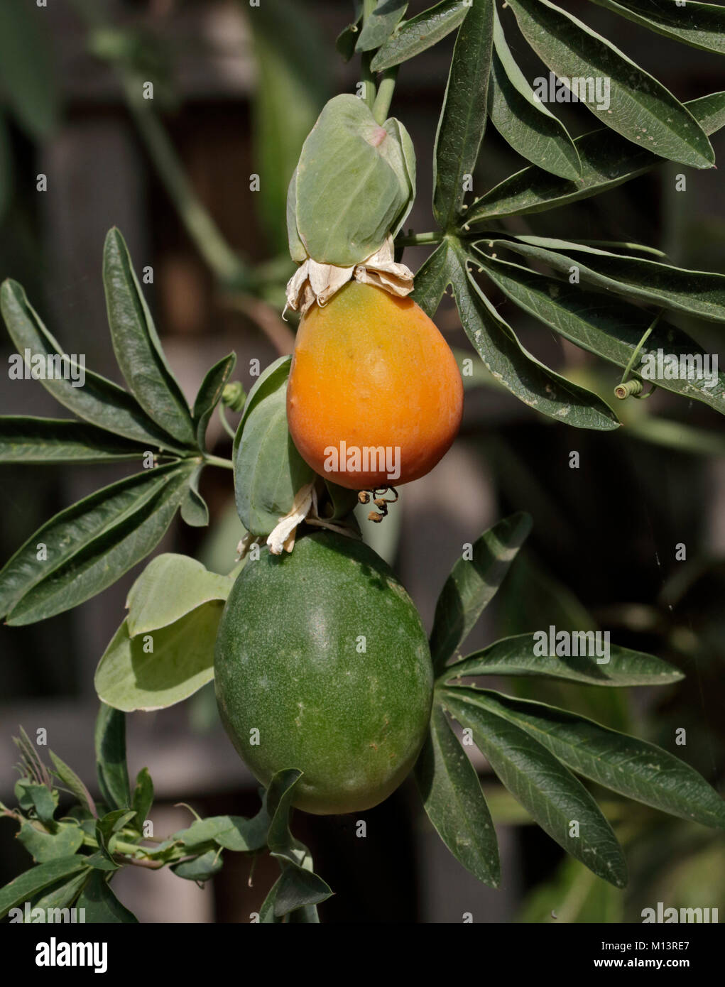 Fruit de la passion (Passiflora) Banque D'Images