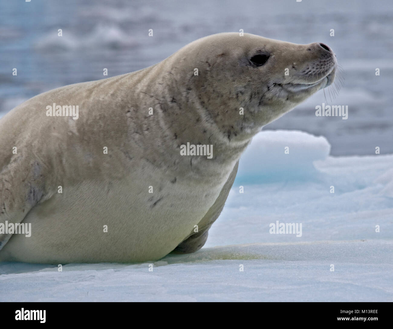 Joint de crabiers (Lobodon carcinophagus) sur un iceberg, Canal Lemaire, Péninsule Antarctique Banque D'Images