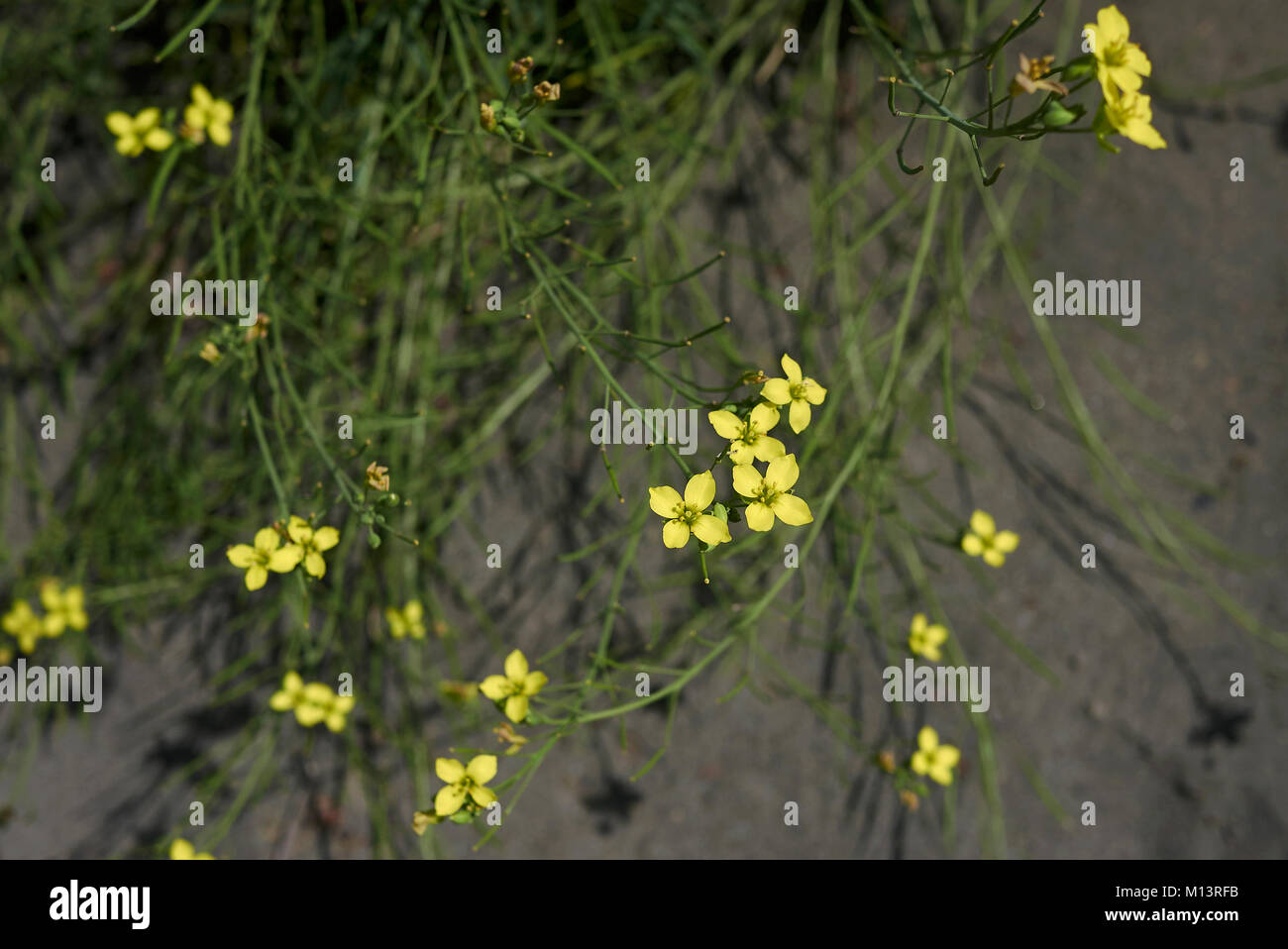 Le Diplotaxis tenuifolia Banque D'Images