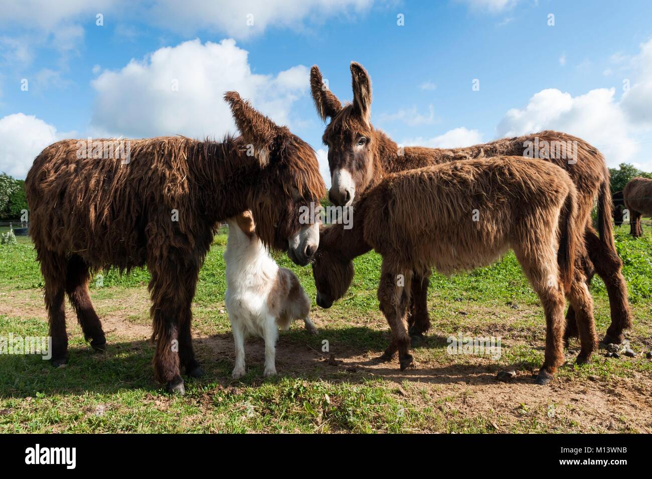 En France, deux Sevres, Saint Georges de Rex, coq ferme avec l'âne, les ânes du Poitou dans le Marais Poitevin, La Venise Verte Banque D'Images