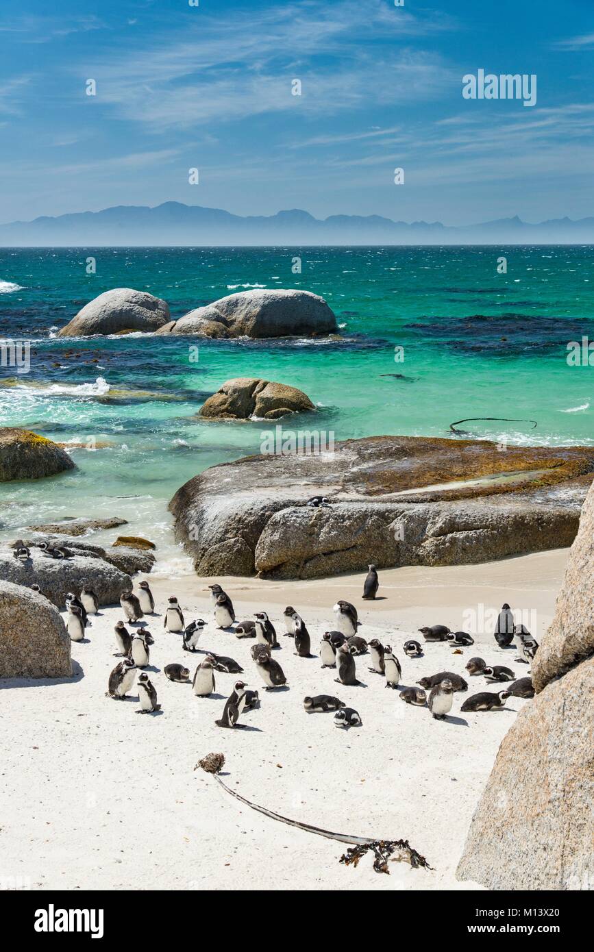 L'Afrique du Sud, Western Cape, Simon's Town, Boulders Beach, manchot du Cap (Spheniscus demersus) Banque D'Images