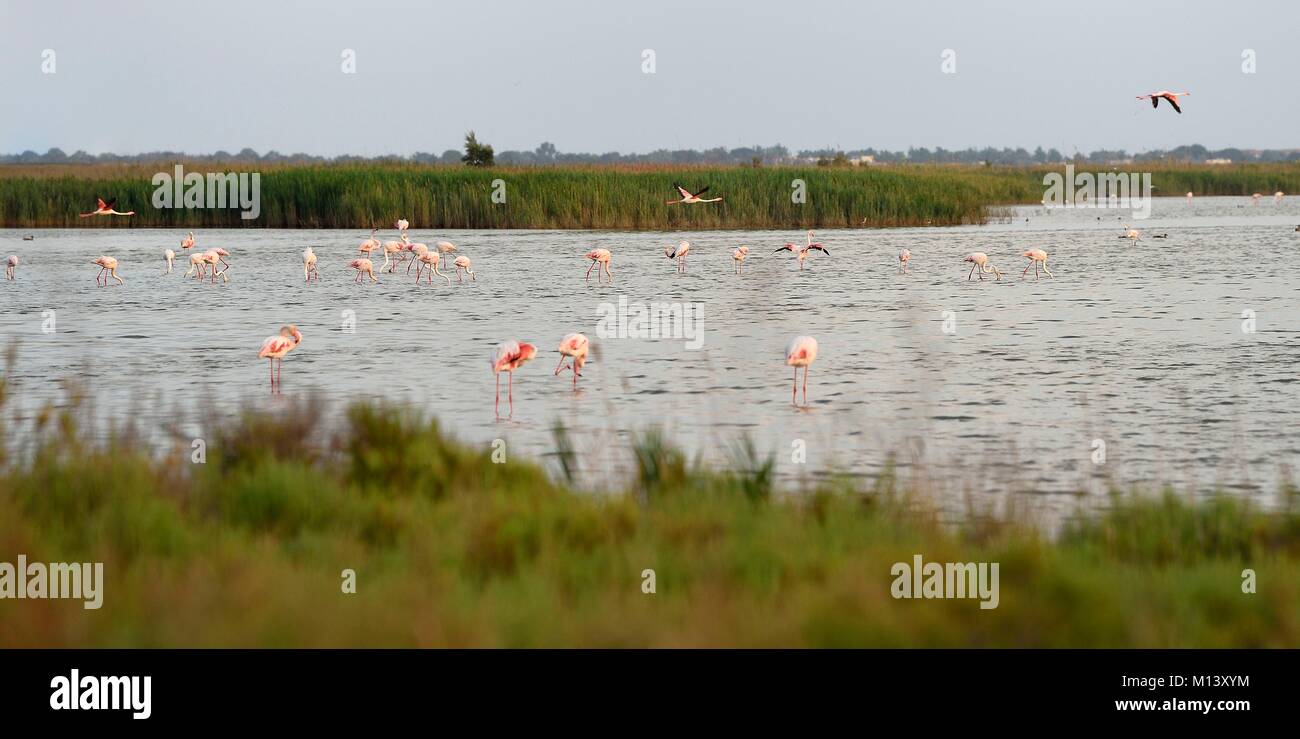 France, Bouches du Rhône, Parc naturel régional de Camargue (Parc Naturel Régional de Camargue), Étang Malagroy, des flamants roses (Phoenicopterus roseus) Banque D'Images