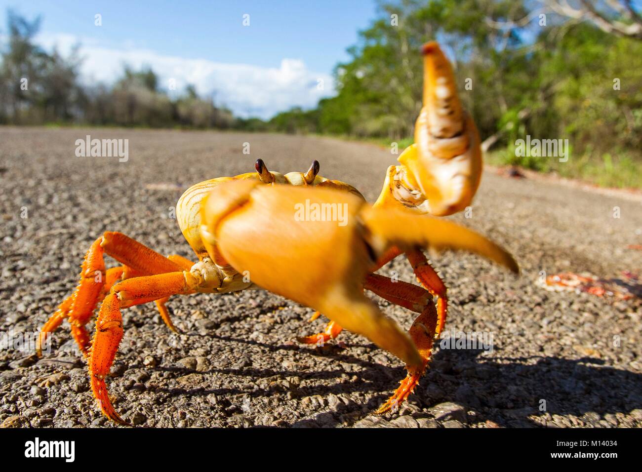 Cuba, péninsule de Zapata, Baie des cochons, les crabes à traverser la rue pour se reproduire Banque D'Images
