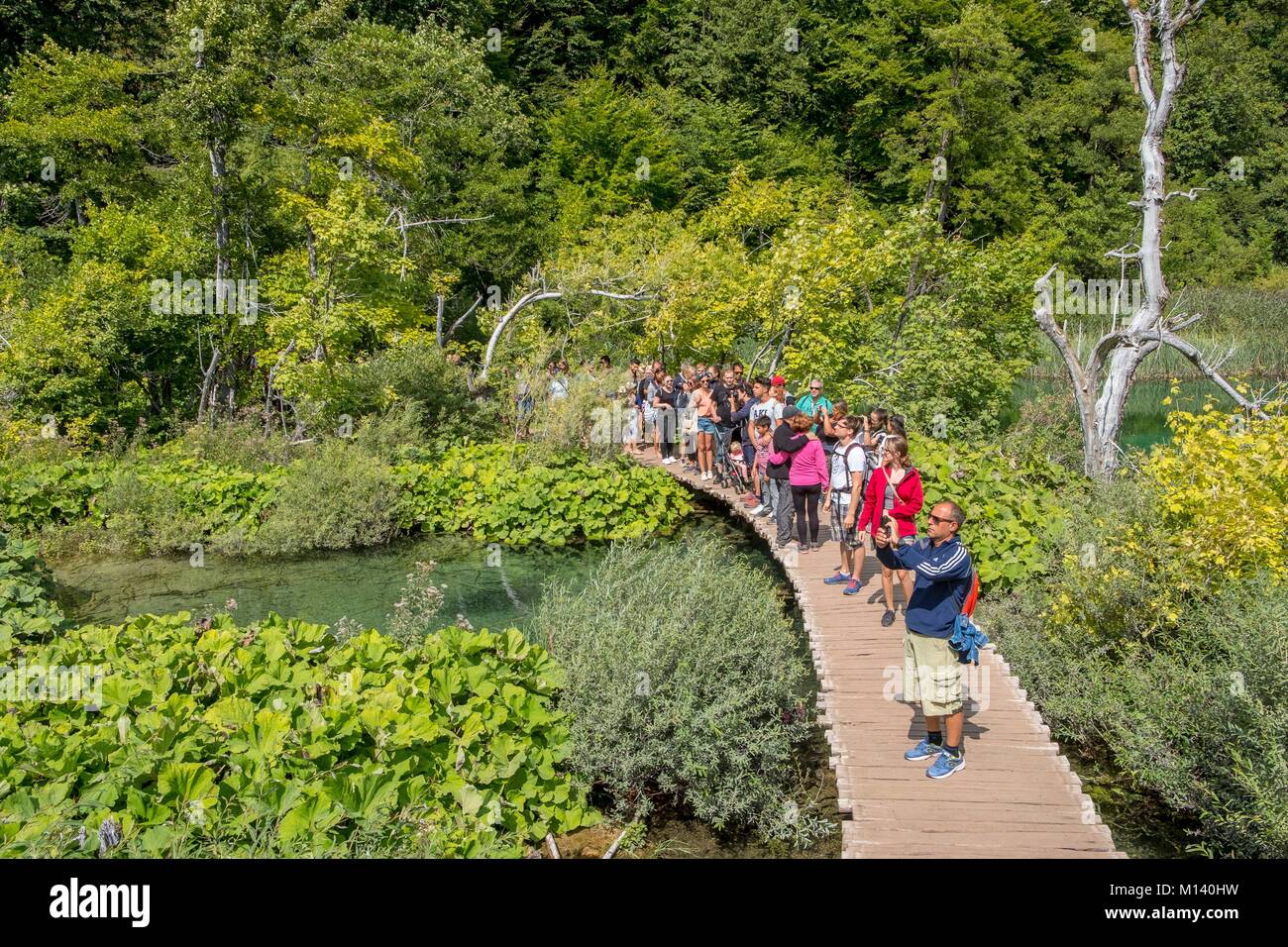 La Croatie, Dalmatie du Nord, le parc national des Lacs de Plitvice classé au Patrimoine Mondial de l'UNESCO, piste de marche au niveau de la partie basse des lacs Banque D'Images