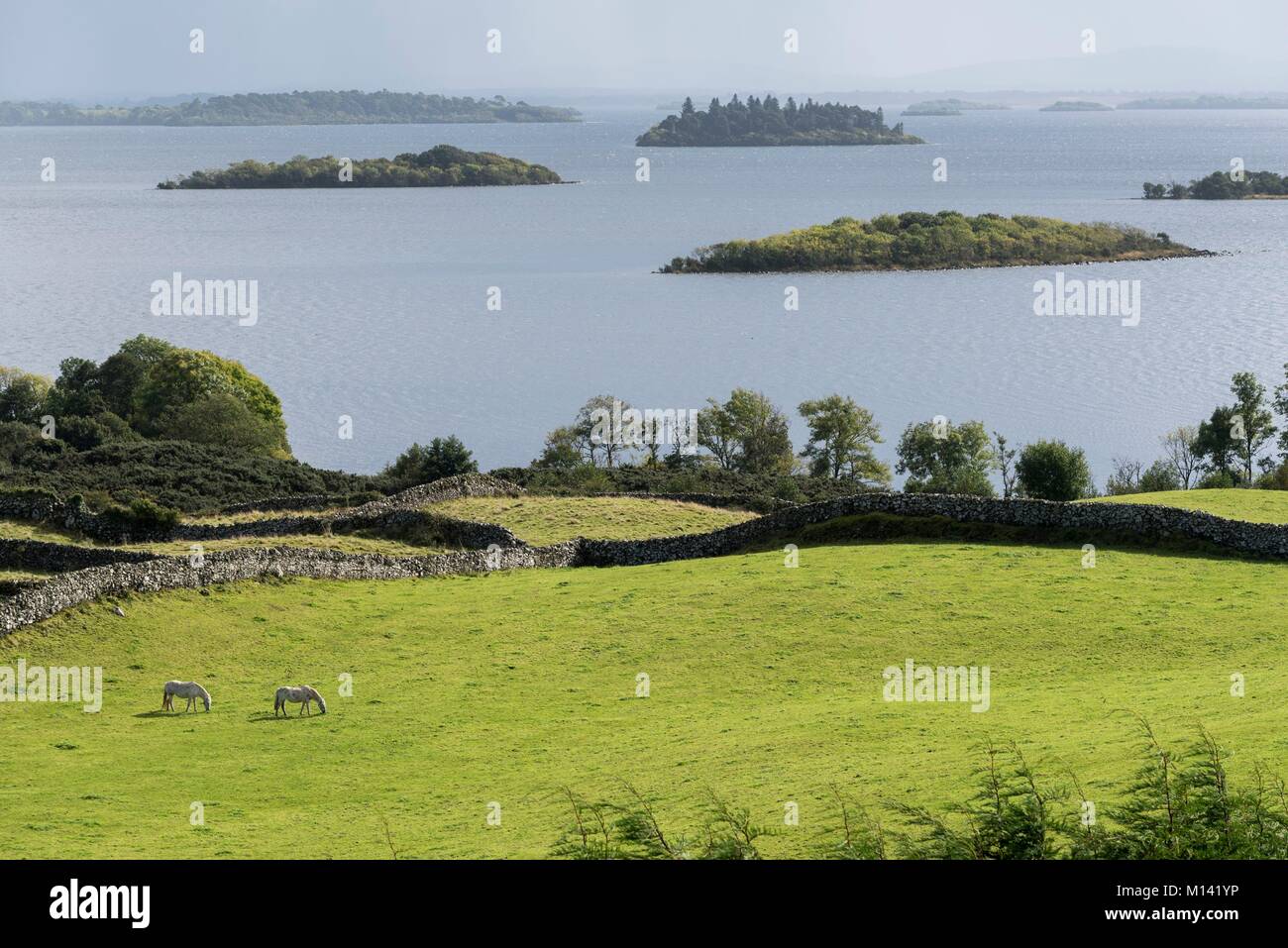 L'Irlande, dans le comté de Galway, le Connemara National Park, le Lac Corrib, pâturages délimitées par des murs en pierre sèche, deux chevaux Banque D'Images