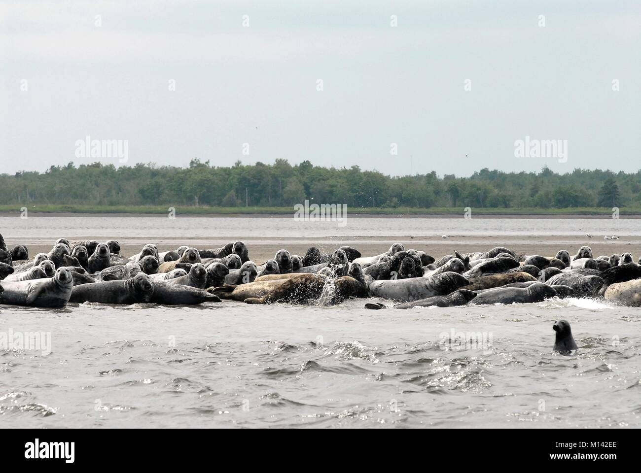 Canada, Nouveau-Brunswick, le parc national de Kouchibouguac, colonie de phoques gris (Halichoerus grypus) Banque D'Images
