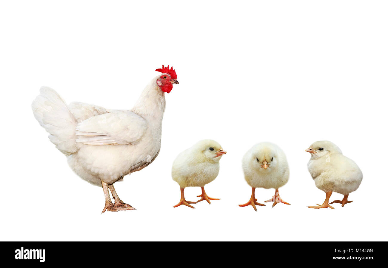 Oiseaux de ferme poule poulet poulet et trois petit jaune isolé sur fond blanc Banque D'Images