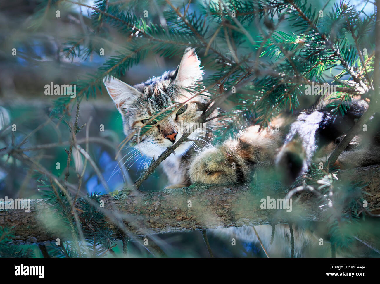 Sweet cat paisiblement en embuscade à spruce élevé parmi les branches green Banque D'Images