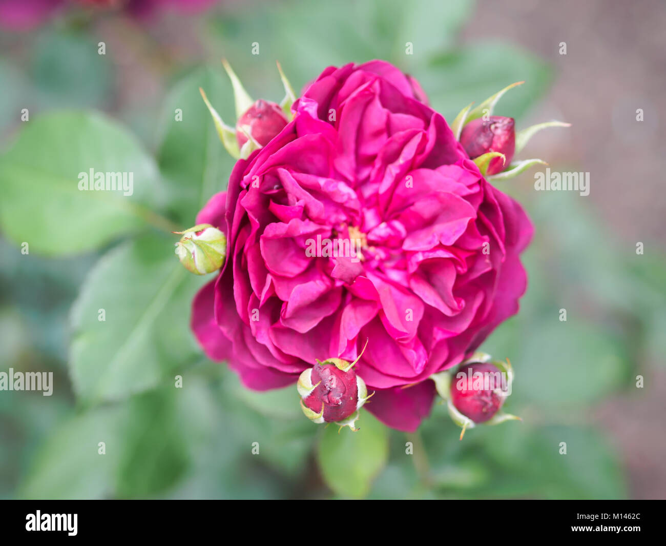 Vue rapprochée d'une belle fleur rose pourpre luxuriant dans le jardin contre soft-centré arrière-plan. Vue d'en haut. Banque D'Images
