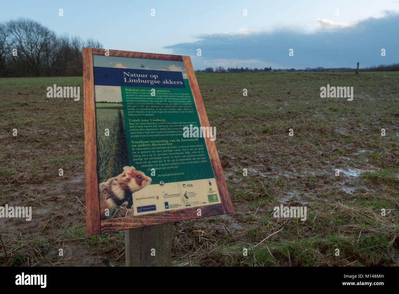 Réserve naturelle, champ de chaumes avec signe pour protection de grand hamster, Cricetus cricetus, Limbourg, Sittard, Pays-Bas. Banque D'Images