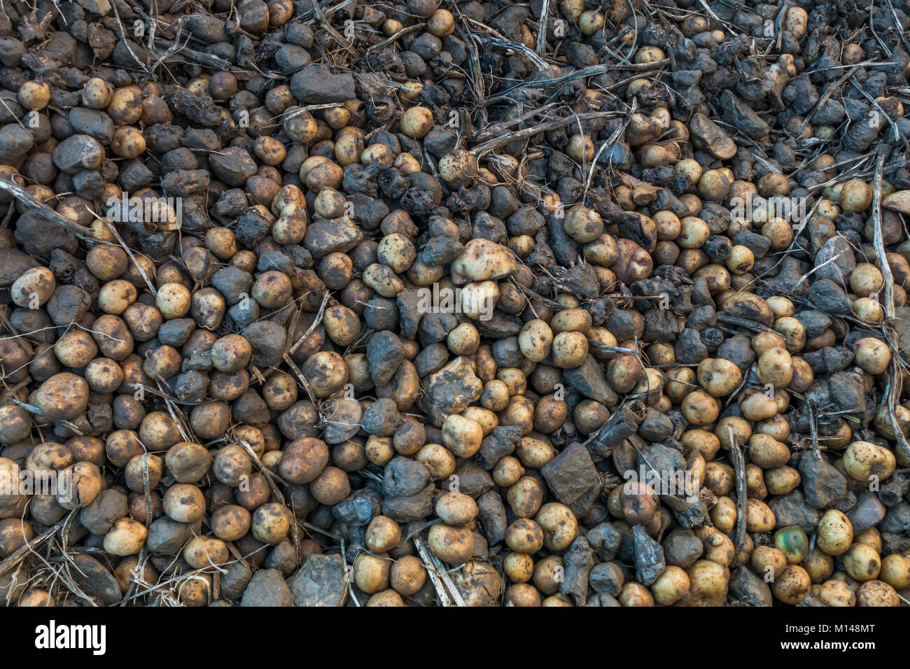 Mélange de pommes de terre et de pierres laissés par un paysan sur terrain. Pays-bas Banque D'Images