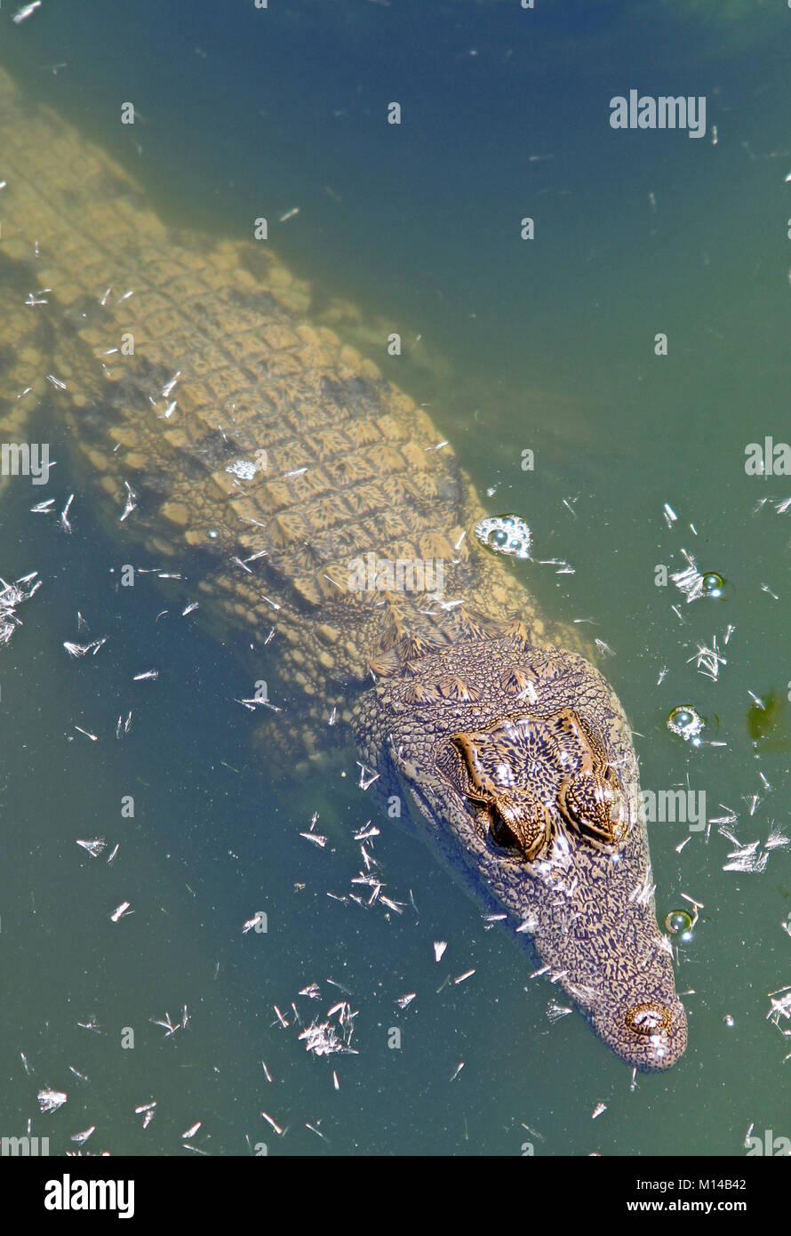 Les jeunes crocodiles du Nil dans l'eau, Natation (Crocodilus niloticus), Zebula Lodge, Bela-Bela (Warmbaths), la province du Limpopo, Waterberg, Afrique du Sud. Banque D'Images