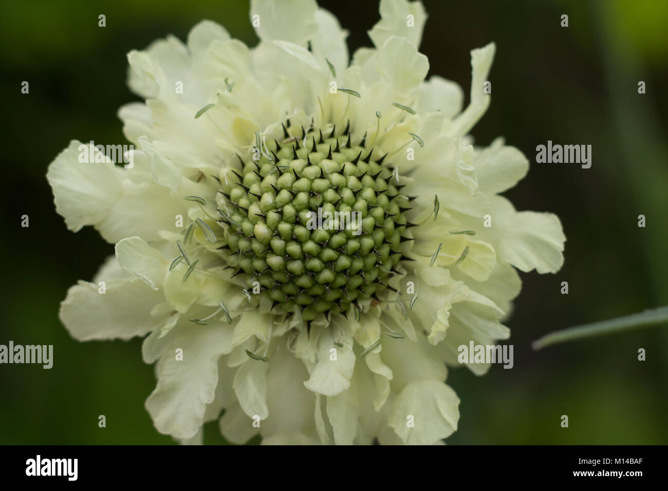 Giant Scabious Flower Banque D'Images