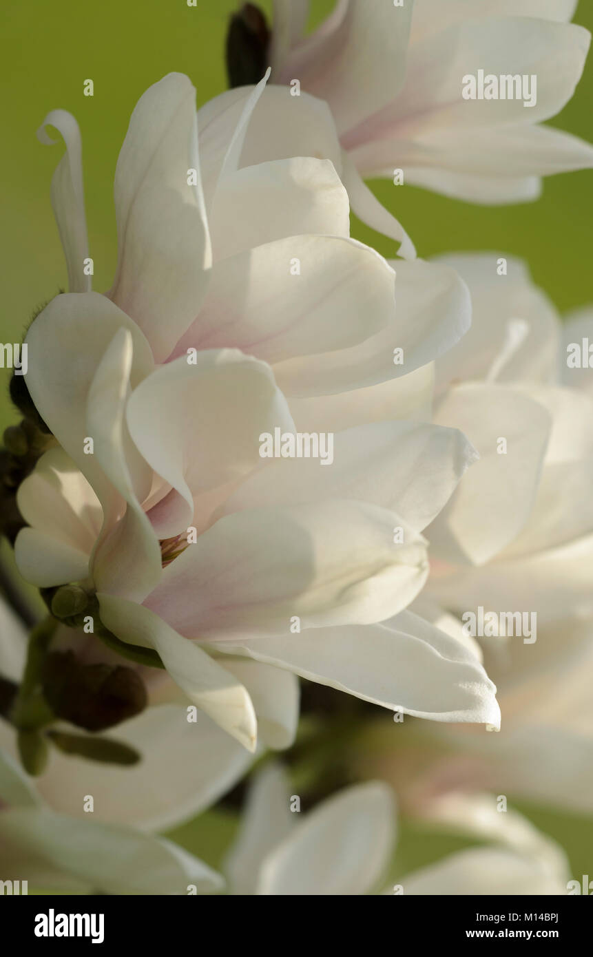 Magnolia x soulangeana - Tulpen-Magnolie, Magnolie Banque D'Images