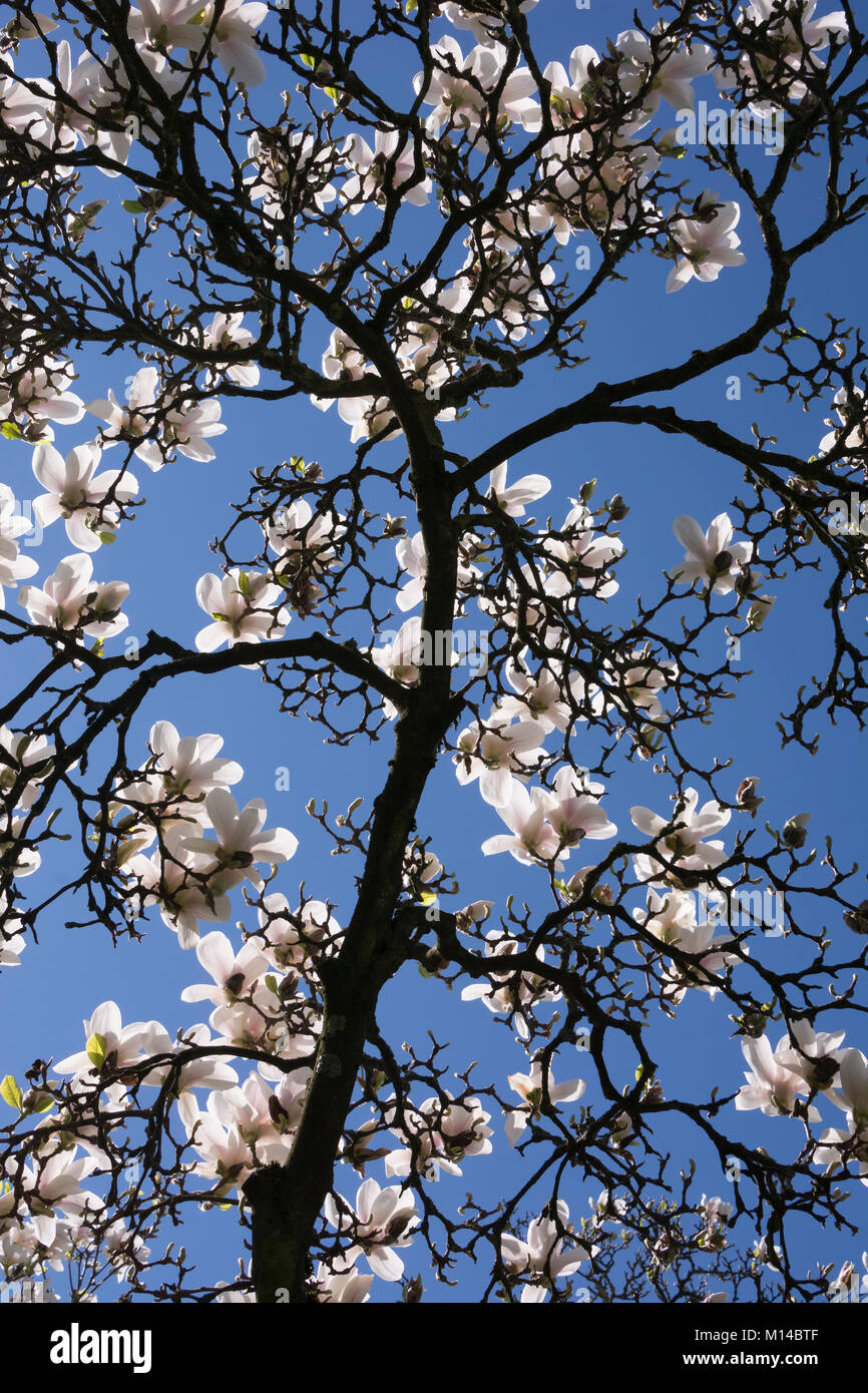 Magnolia x soulangeana - Tulpen-Magnolie, Magnolie Banque D'Images