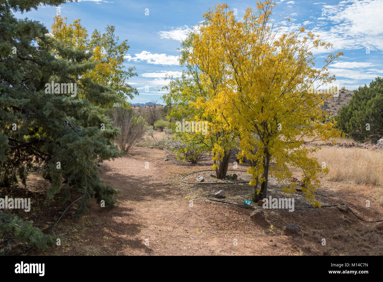 Fort Davis, Texas - Le jardin botanique de l'Institut de recherche du Désert de Chihuahuan, avec des plantes indigènes à la Désert de Chihuahuan. Banque D'Images