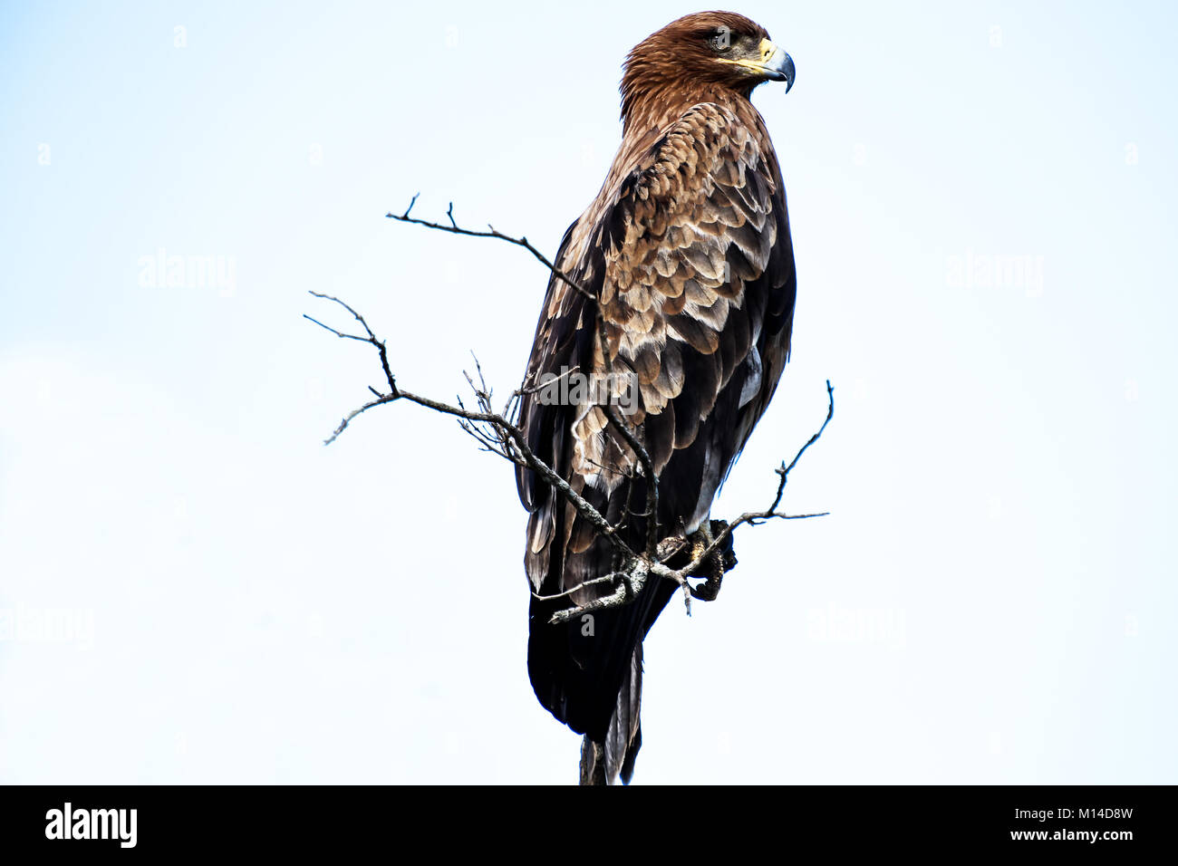 Bec jaune en cerf-volant de l'Afrique de l'arbre mort à l'encontre de la direction générale de ciel bleu... Banque D'Images