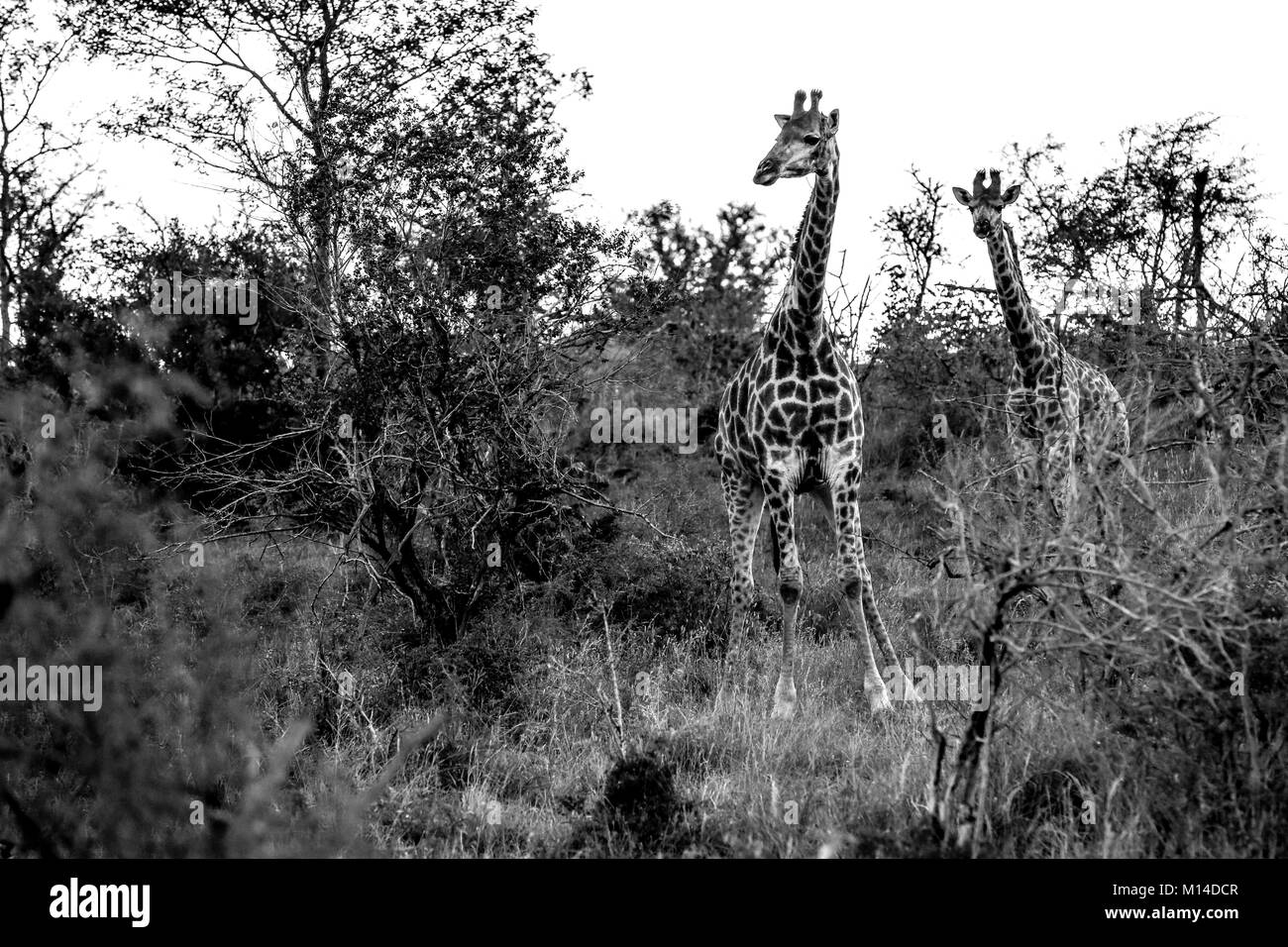 Le noir et blanc étude de deux girafes debout dans la brousse africaine avec arbre/arbuste Banque D'Images