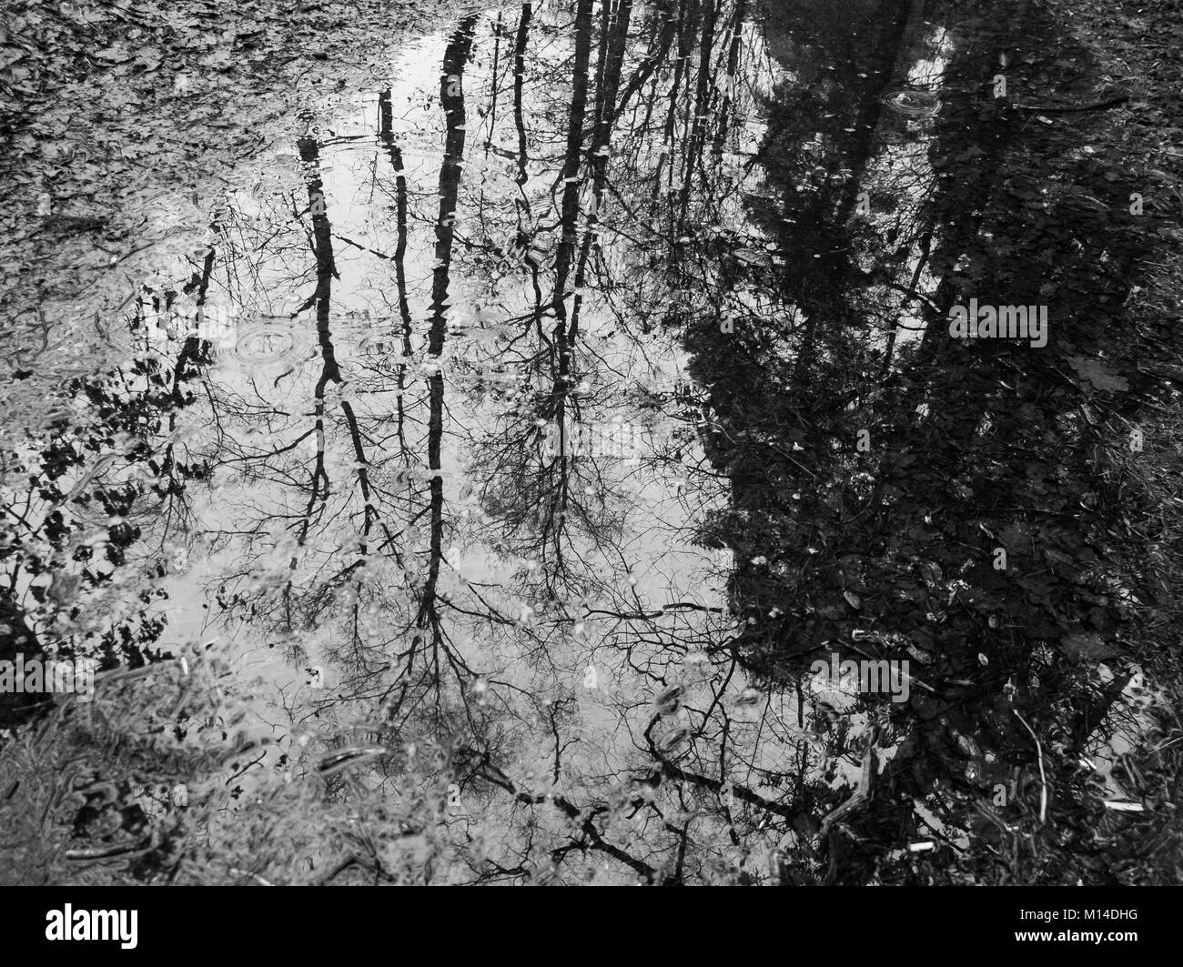 Flaque d'eau dans les bois à l'automne Banque D'Images