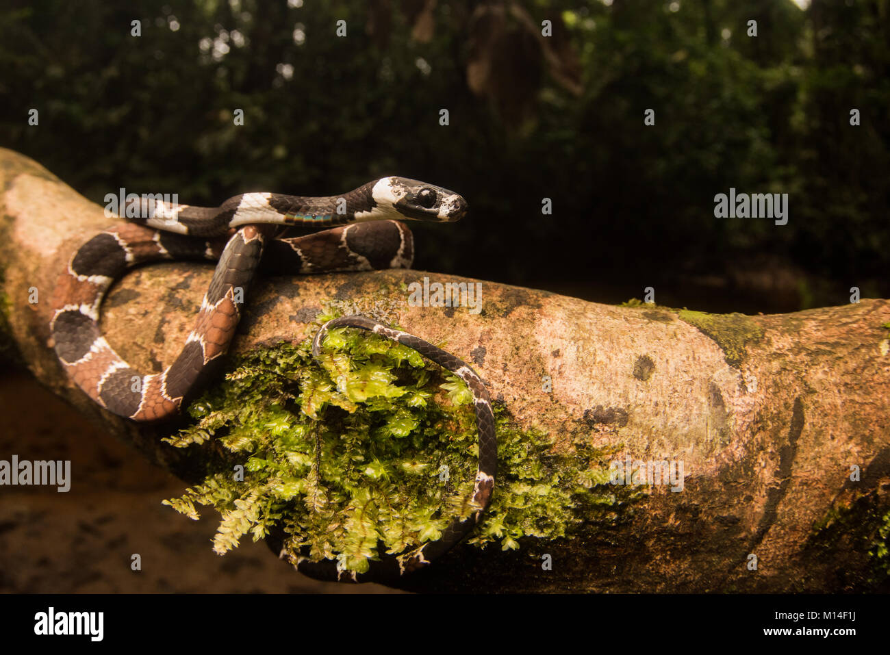 Le mangeur d'escargot Catesby (Dipsas catesbyi) à partir de la jungle amazonienne, cette espèce est et arboricole rss entièrement sur les escargots et les limaces. Banque D'Images