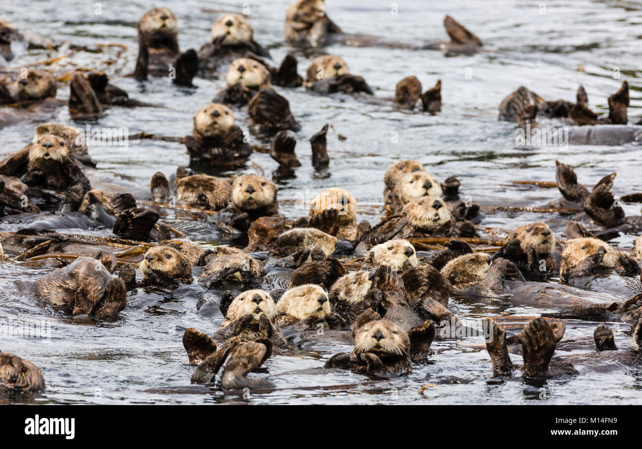 Série de loutres de mer (Enhydra lutris) flottant entre varech près de l'île dans le détroit de Kupreanof Koniuji sur l'île Kodiak dans le sud-ouest de l'Alaska. Banque D'Images