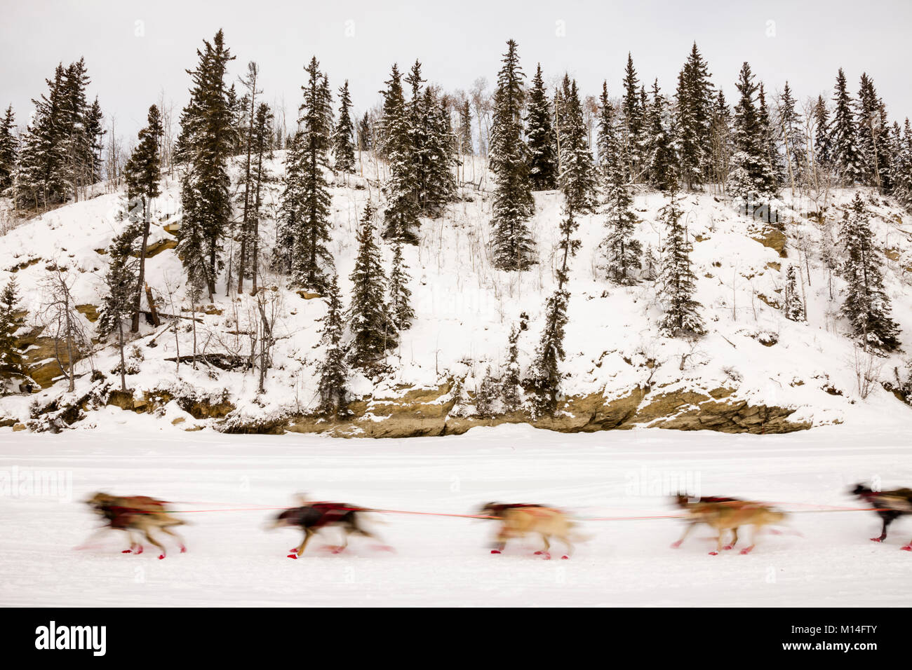 Au-camera motion blur de musher chiens Anna Berington en compétition dans la 43e Iditarod Trail Sled Dog Race sur le Chena River après avoir quitté le redémarrage. Banque D'Images