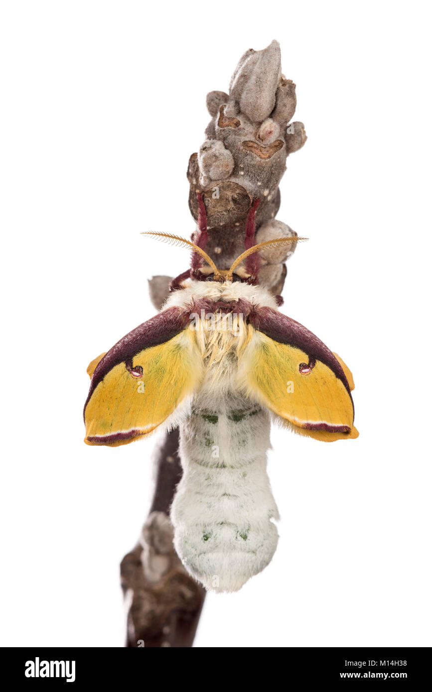 Nouveau eclosed (l'éclosion) femelle Luna moth est jaune et vert comme leurs ailes élargir et durcir. Banque D'Images