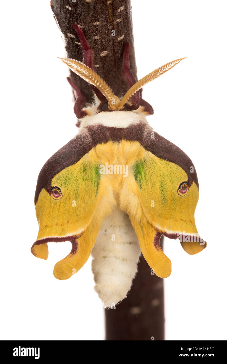 Nouveau eclosed (l'éclosion) homme Luna moth est jaune et vert comme leurs ailes élargir et durcir. Banque D'Images