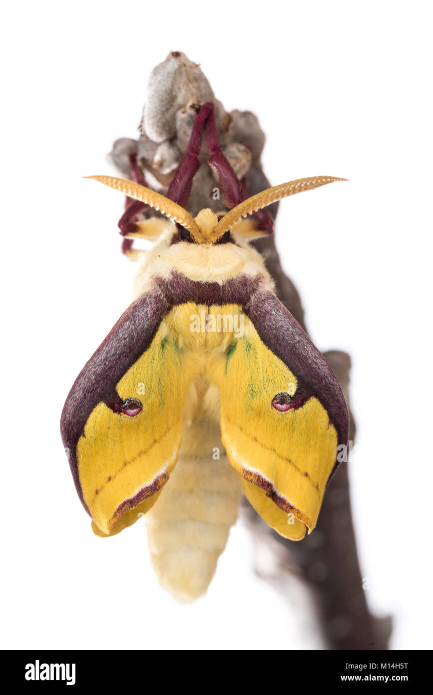 Nouveau eclosed (l'éclosion) homme Luna moth est jaune et vert comme leurs ailes élargir et durcir. Banque D'Images