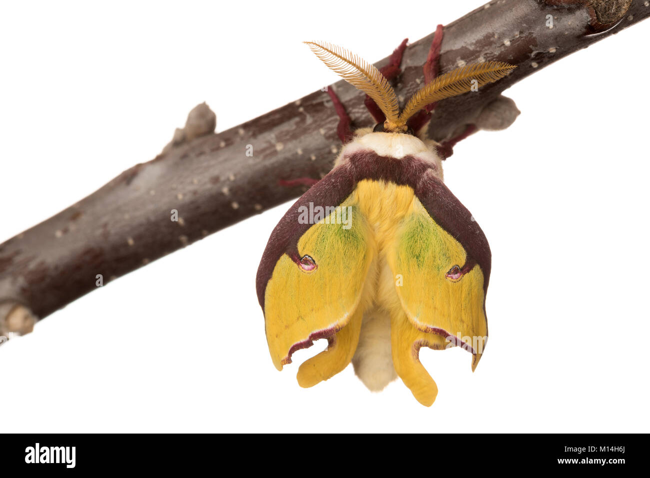 Nouveau eclosed (l'éclosion) homme Luna moth est jaune et vert comme leurs ailes élargir et durcir. Banque D'Images