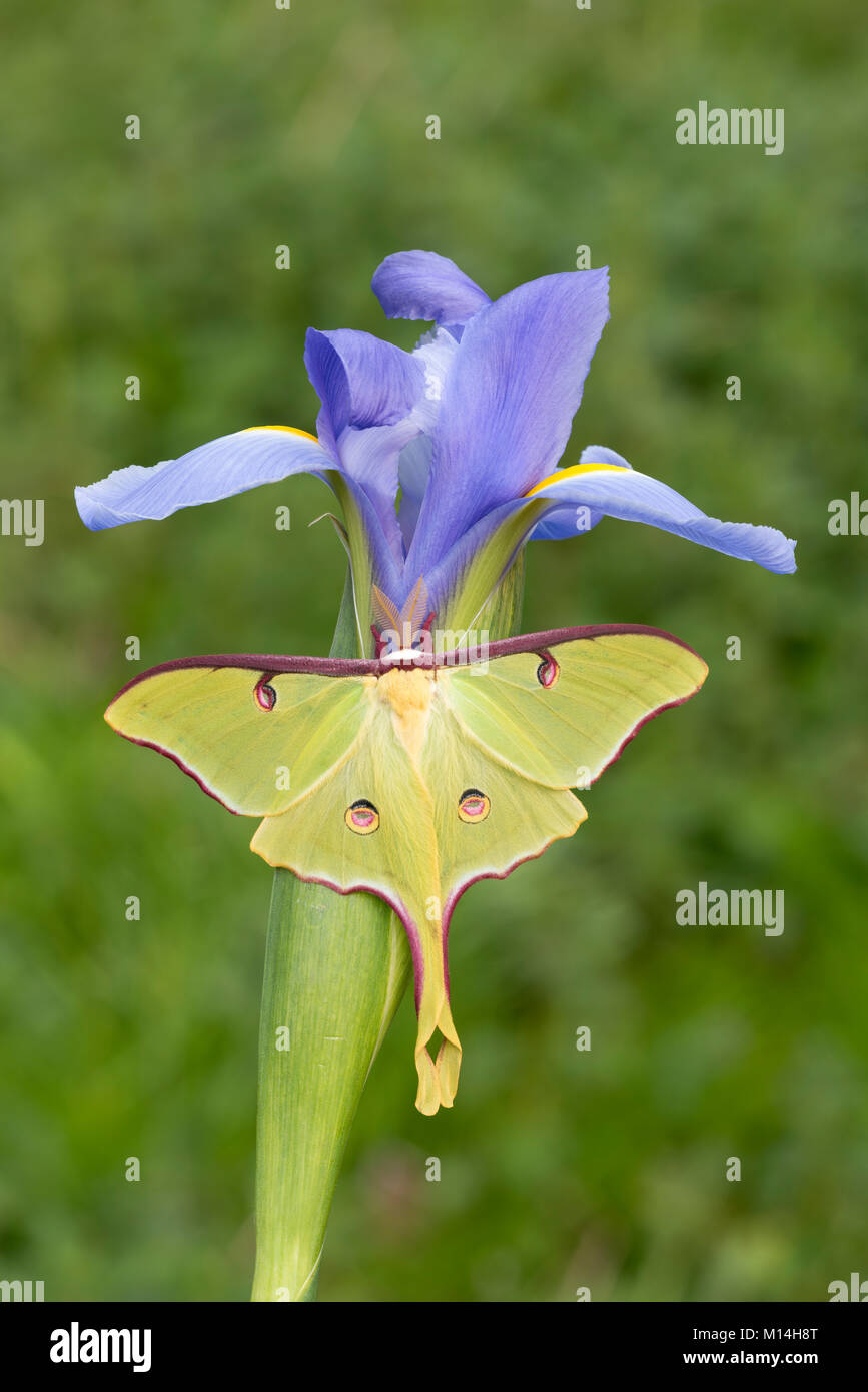 Homme Luna Moth reposant sur blooming Iris bleu. Les papillons adultes Luna ne sont pas capables de nourrir ou de boire mais se trouve sur toute la végétation naturelle. Banque D'Images