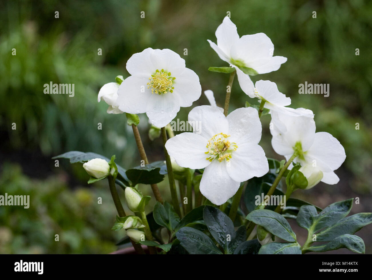 Helleborus niger 'Christmas Carol' fleurs. Banque D'Images