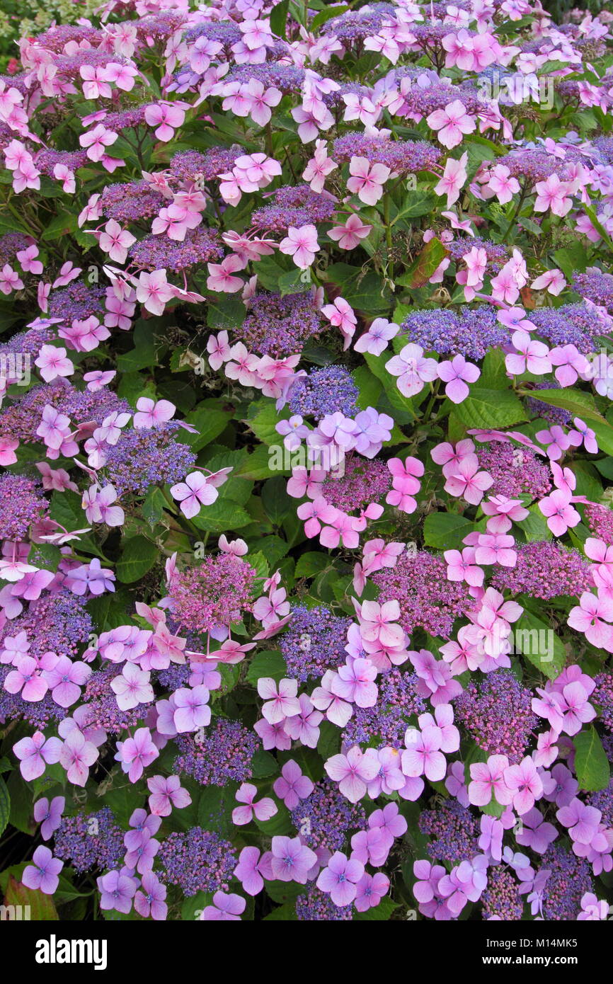 Les fleurs rose-lilas d'Hydrangea macrophylla 'Mariesii Perfecta', également appelé Blue Wave, illustrant la sensibilité de l'hydrangea à colorier le pH du sol Banque D'Images