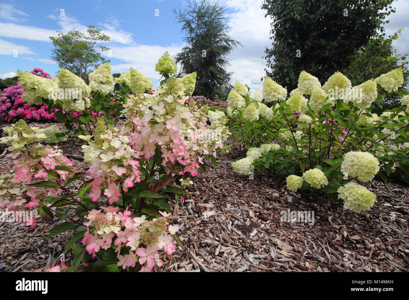 La collection d'hortensias dans le jardin clos à Darley Park, Derby, England, UK Banque D'Images