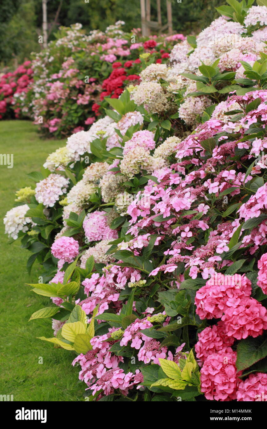 La collection d'hydrangea à Darley Park, Derby, England, UK - été Banque D'Images