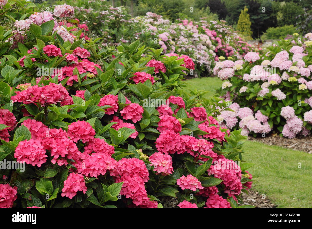 La collection d'hydrangea à Darley Park, Derby, England, UK - l'été (avant gauche : Hydrangea 'Intermezzo') Banque D'Images