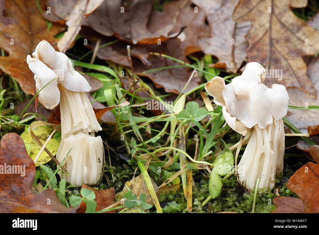 Lutin blanc selle, Helvella crispa Banque D'Images Lutin blanc selle, Helvella crispa Banque D'Images