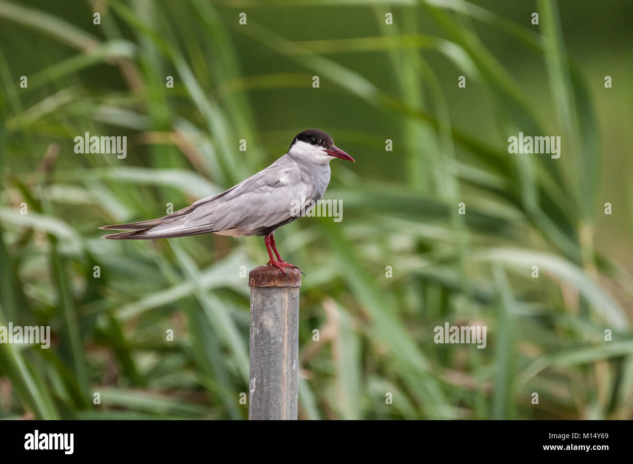 La sterne pierregarin (Sterna hirundo) posant dans un post. Delta de l'Ebre, Tarragone, Catalogne, Espagne Banque D'Images