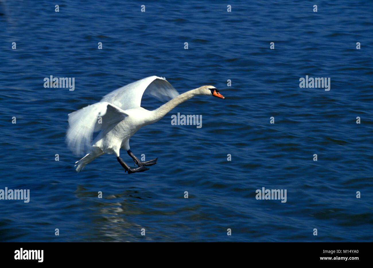 Les Pays-Bas. 'S-Graveland. Mute swan (Cygnus olor). L'atterrissage. Banque D'Images