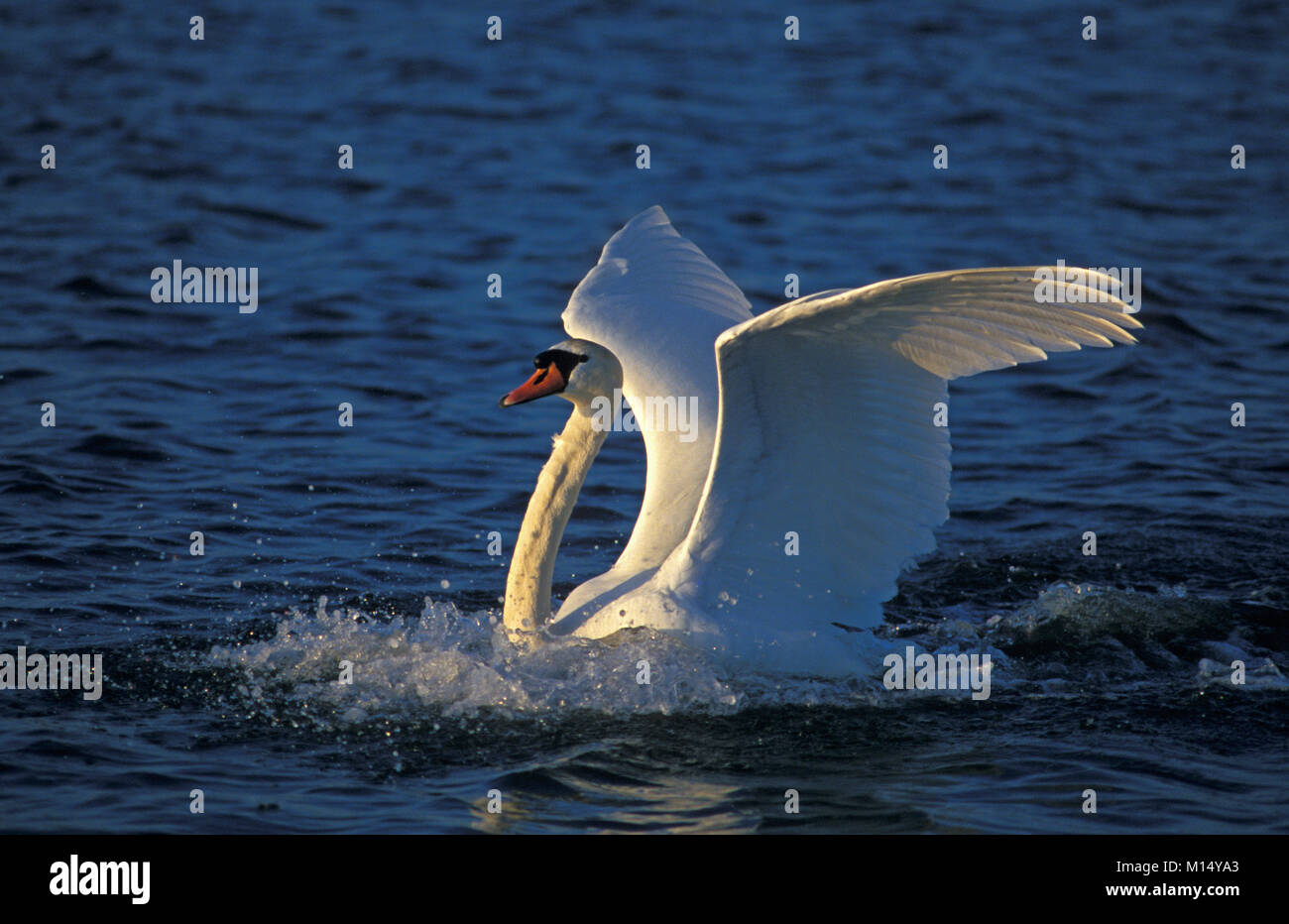Les Pays-Bas. 'S-Graveland. Mute swan (Cygnus olor). L'atterrissage. Banque D'Images