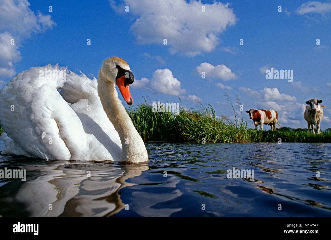 Les Pays-Bas. 'S-Graveland. Mute swan (Cygnus olor). Contexte : les vaches. Banque D'Images