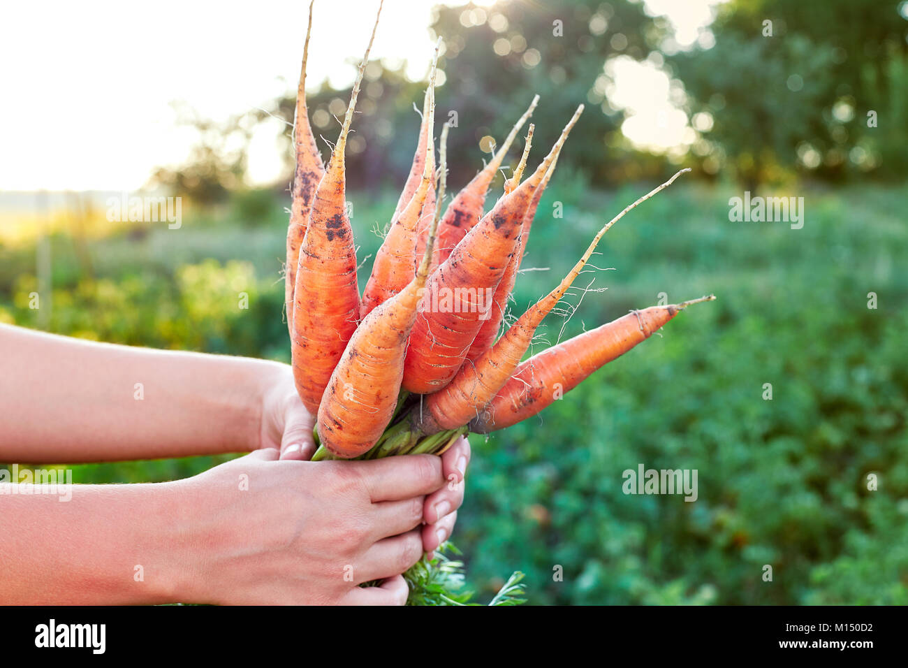 Farmer hand holding a bunch of fresh carrots lumineux jardin en extérieur. Focus sélectif. Banque D'Images