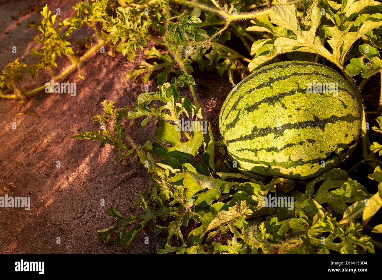 La pastèque vert croissant dans le gardenYoung à rayures vert pastèque pousse sur lit de légumes. Grande Pastèque pousse dans un jardin. Melon mûr. Banque D'Images