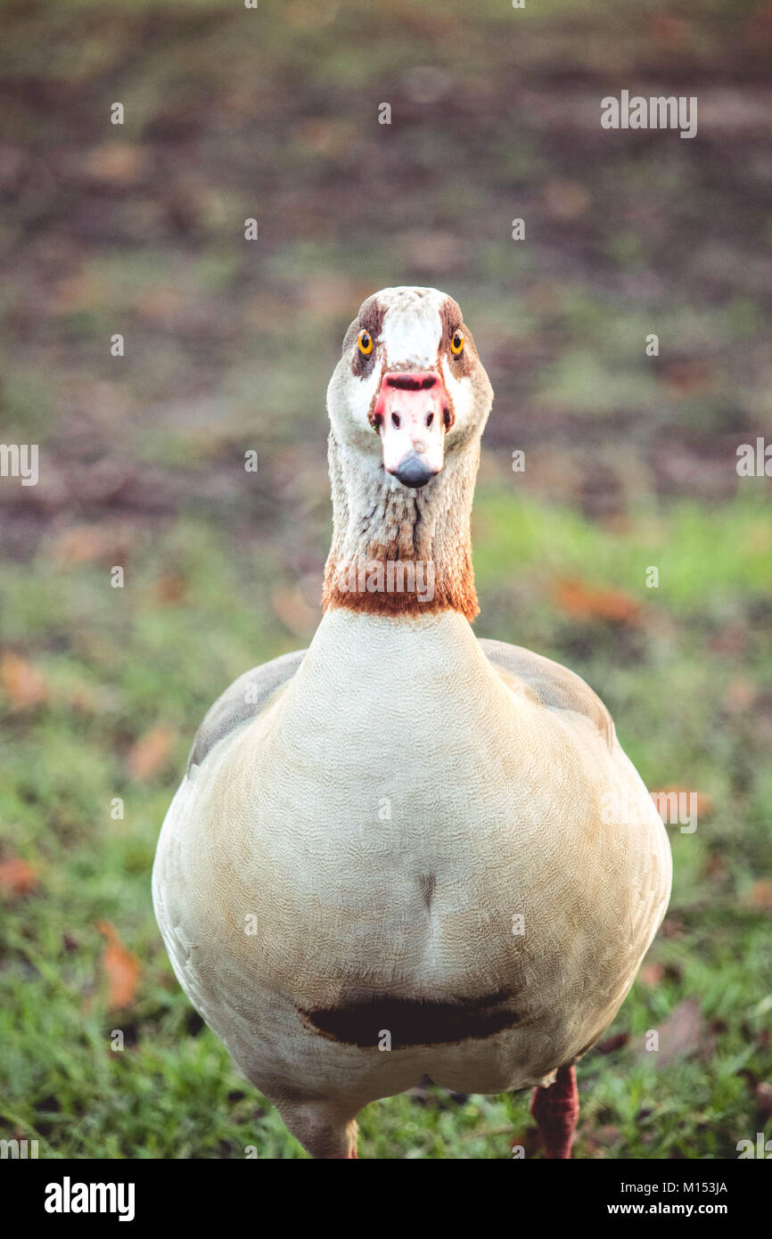 Portrait de canard Banque D'Images