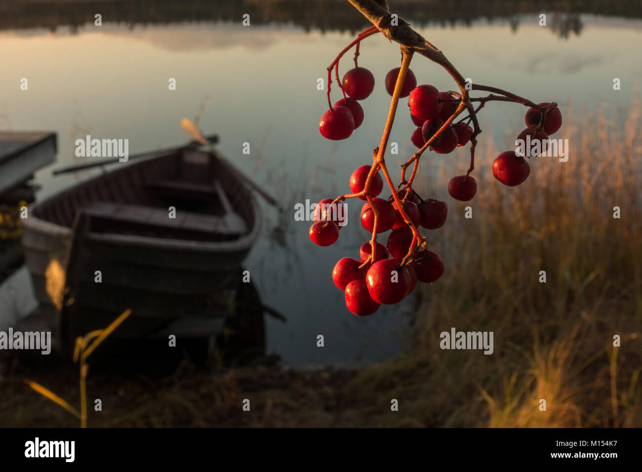 Paysage Finlandais : rowan berries rouge traditionnel kaisla avec bateau à rames sur un lac en Finlande Banque D'Images